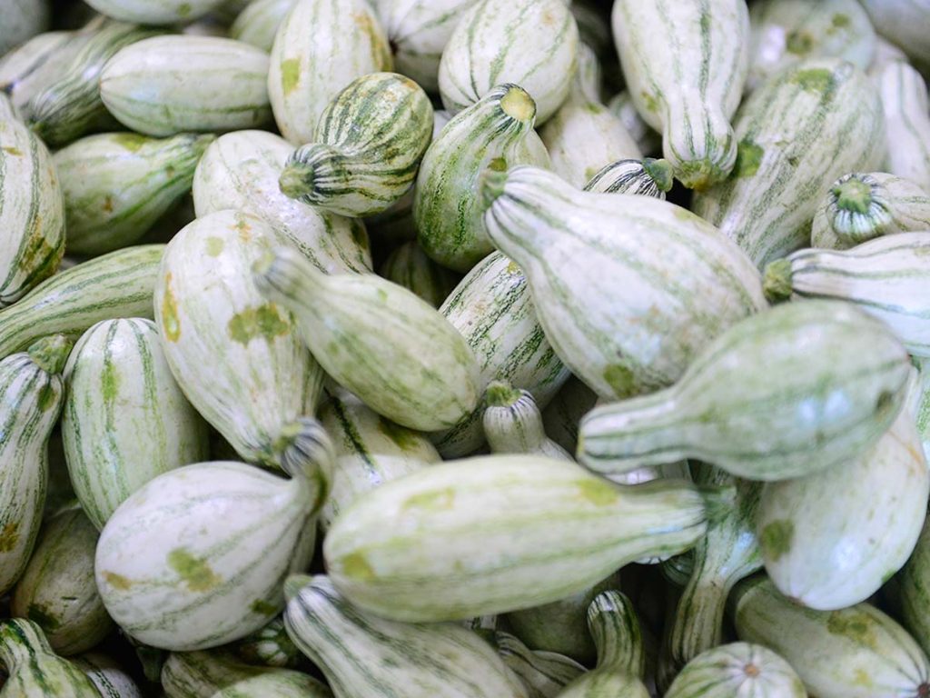 Cúmulo de pipianes verdes con franjas claras seleccionados para la venta al mayoreo.