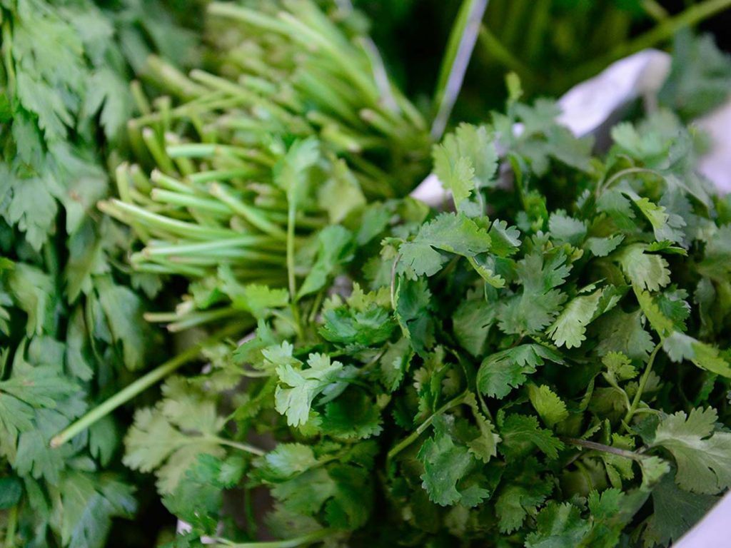 Hojas verdes de cilantro fresco agrupadas en atados listos para comercializar.
