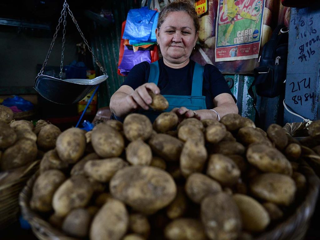 Comerciante revisando la calidad de las papas apiladas en un canasto frente a su báscula.