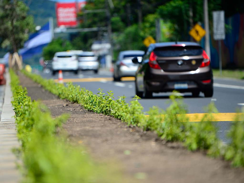 Detalle en primer plano de pequeñas plantas verdes sembradas en el arriate central de la avenida Jerusalén.