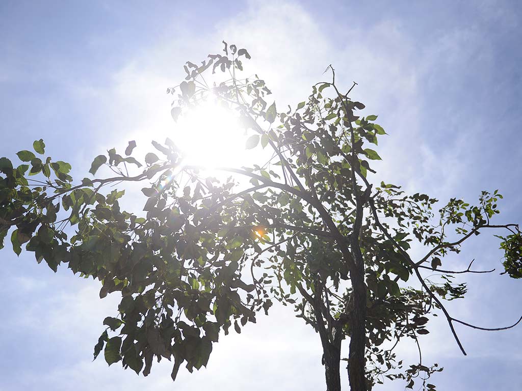 Vista contra luz de la copa y follaje verde de un árbol de maquilishuat recién trasplantado. 