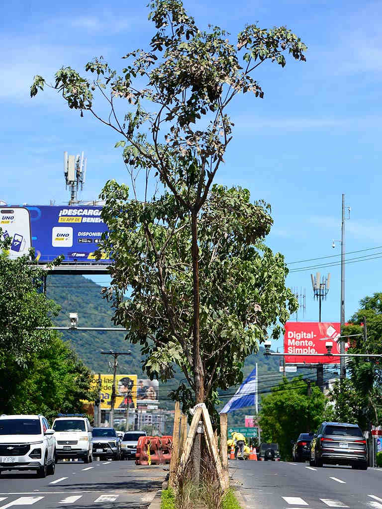 Árbol de maquilishuat con estructura de soporte de madera sobre el separador central de la avenida Jerusalén.