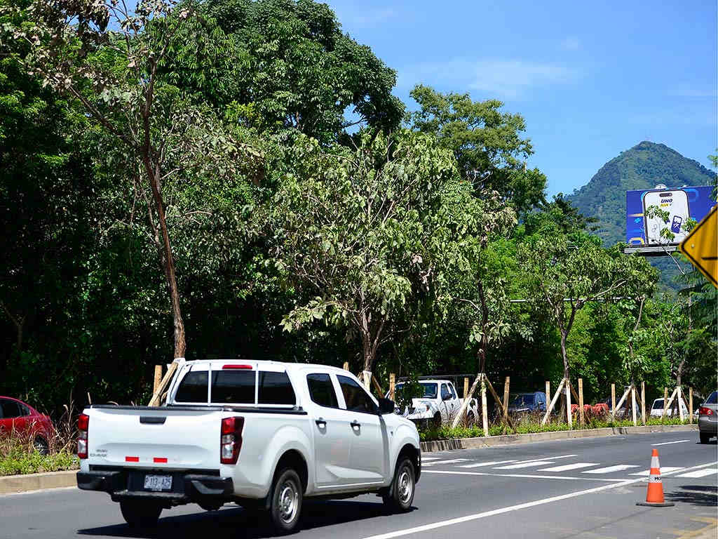Camioneta transitando junto a los nuevos árboles de maquilishuat alineados en la arteria vial.