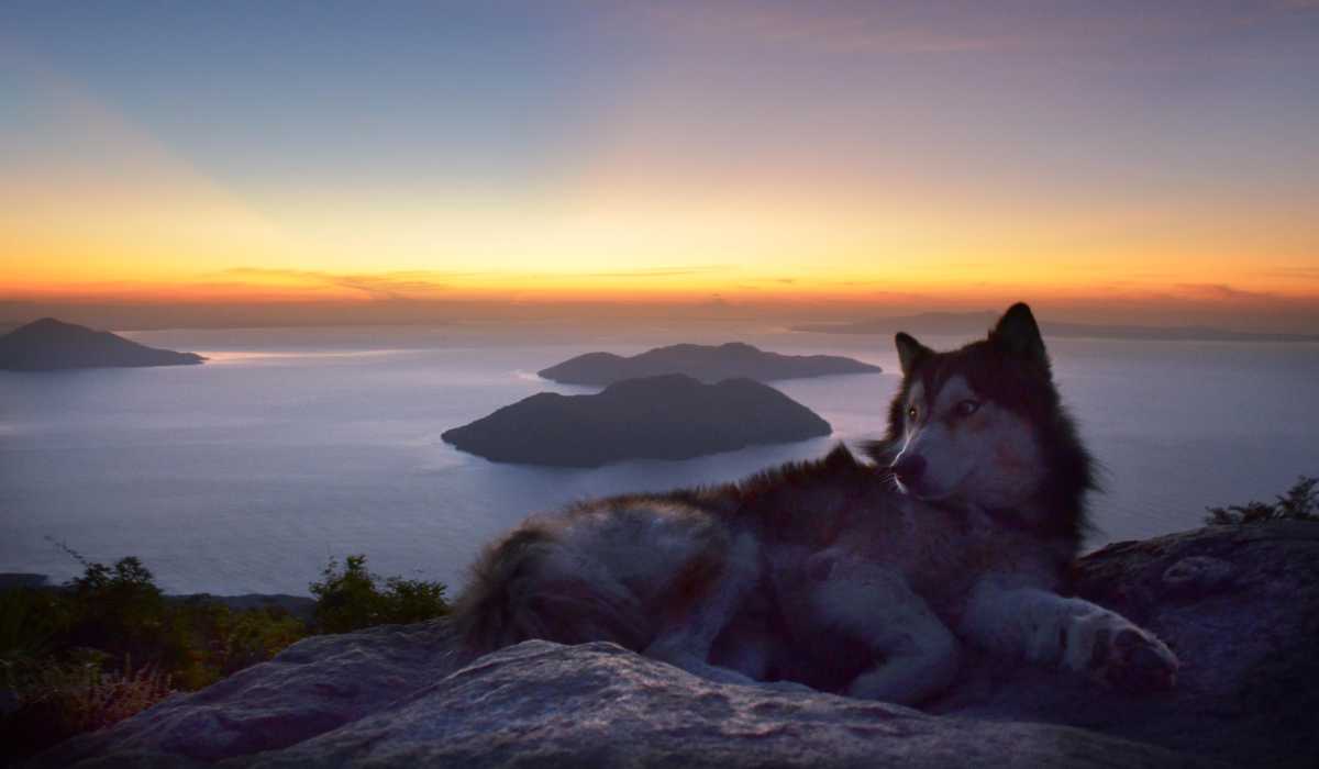 Perro tipo husky descansando sobre las rocas en la cima, contemplando el amanecer y el Golfo de Fonseca al fondo.