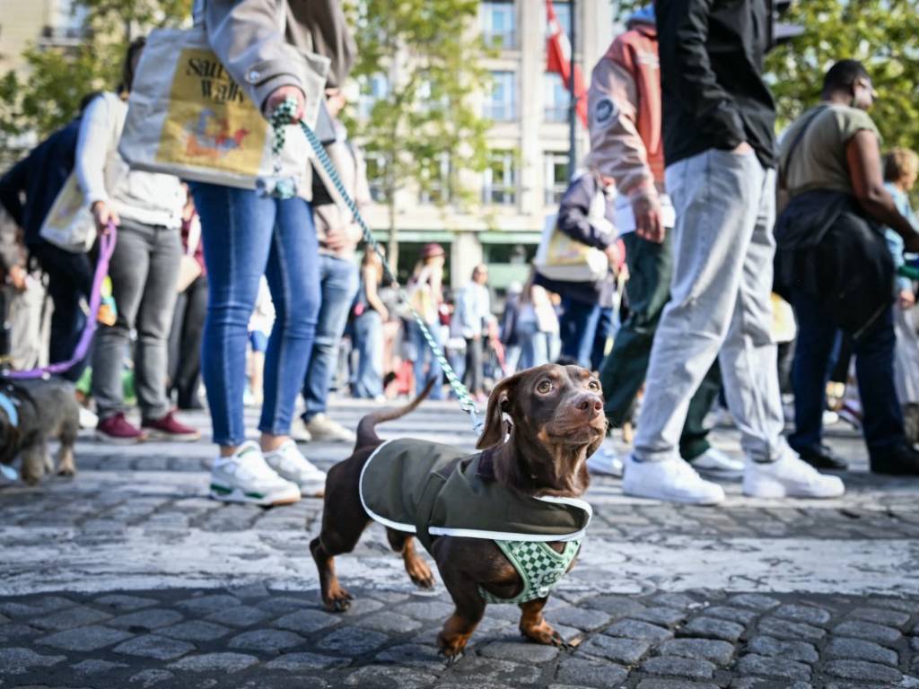 Puesto con productos oficiales como tazas y pañuelos donde los asistentes realizan donaciones para el rescate canino.