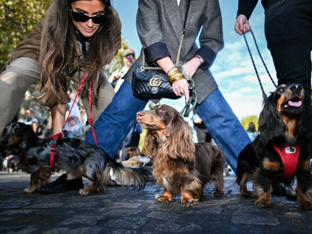 Una multitud de más de 500 perros salchicha caminando en masa junto a sus dueños a lo largo del recorrido de la marcha.