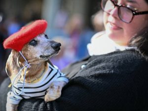 Multitud de personas pasean acompañadas de sus perros salchicha por una calle de París durante la caminata canina.