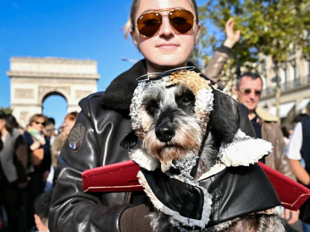 Larga fila de perros salchicha luciendo disfraces y abrigos de colores mientras avanzan juntos por el asfalto de la avenida.