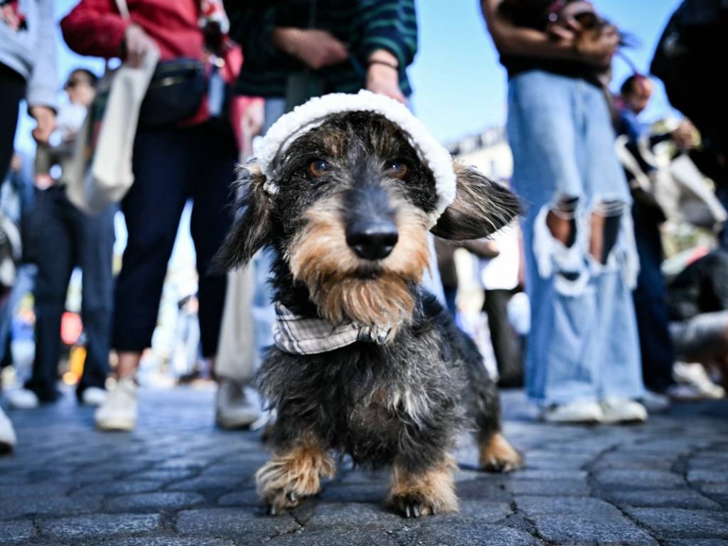 Decenas de perros salchicha caminando junto a sus familias por las calles de París durante el encuentro anual.