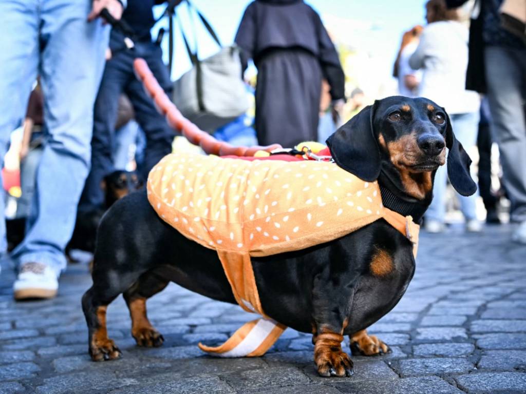Perros salchicha paseando junto a sus dueños por las orillas del río Sena durante las primeras ediciones del evento en París.