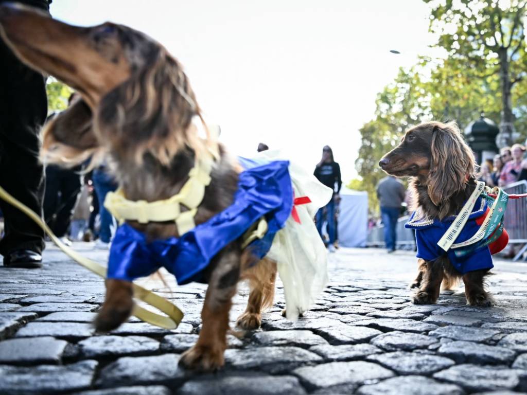 Asistentes sosteniendo pancartas con mensajes sobre el cuidado animal y la tenencia responsable durante el evento.