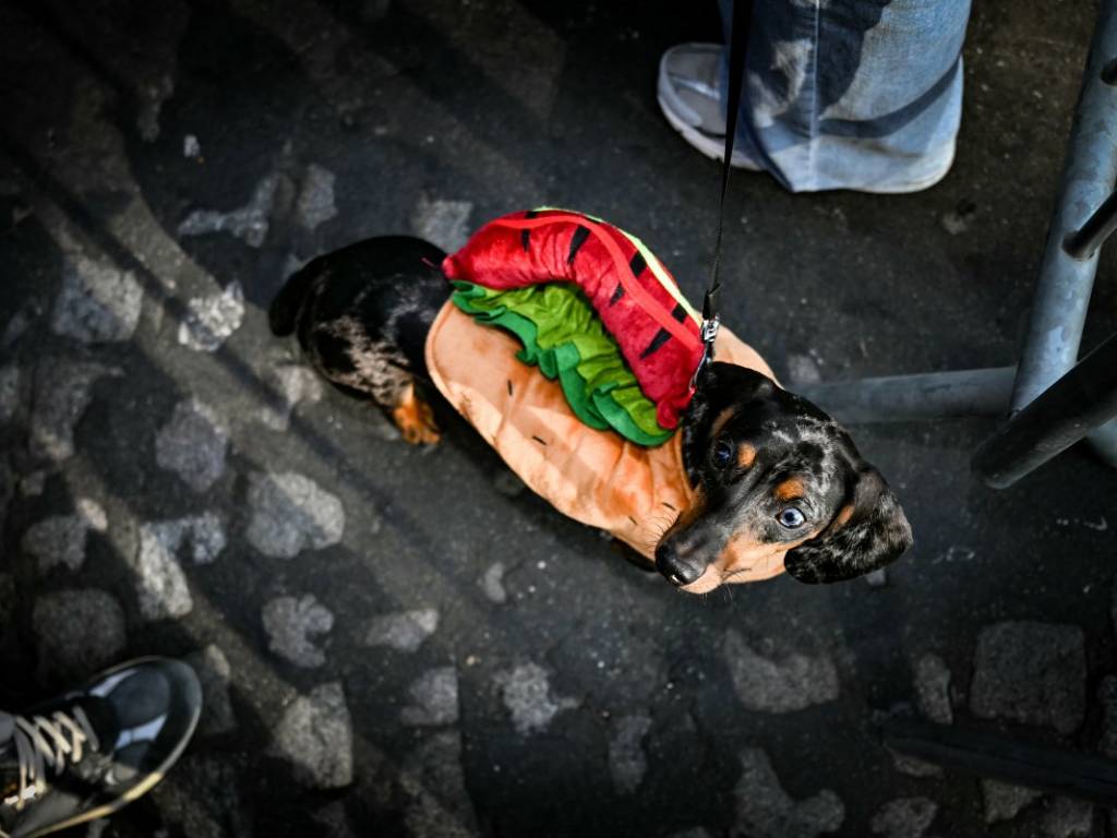 Grupo de perros salchicha y sus dueños desfilando a lo largo de la amplia avenida de los Campos Elíseos en París.