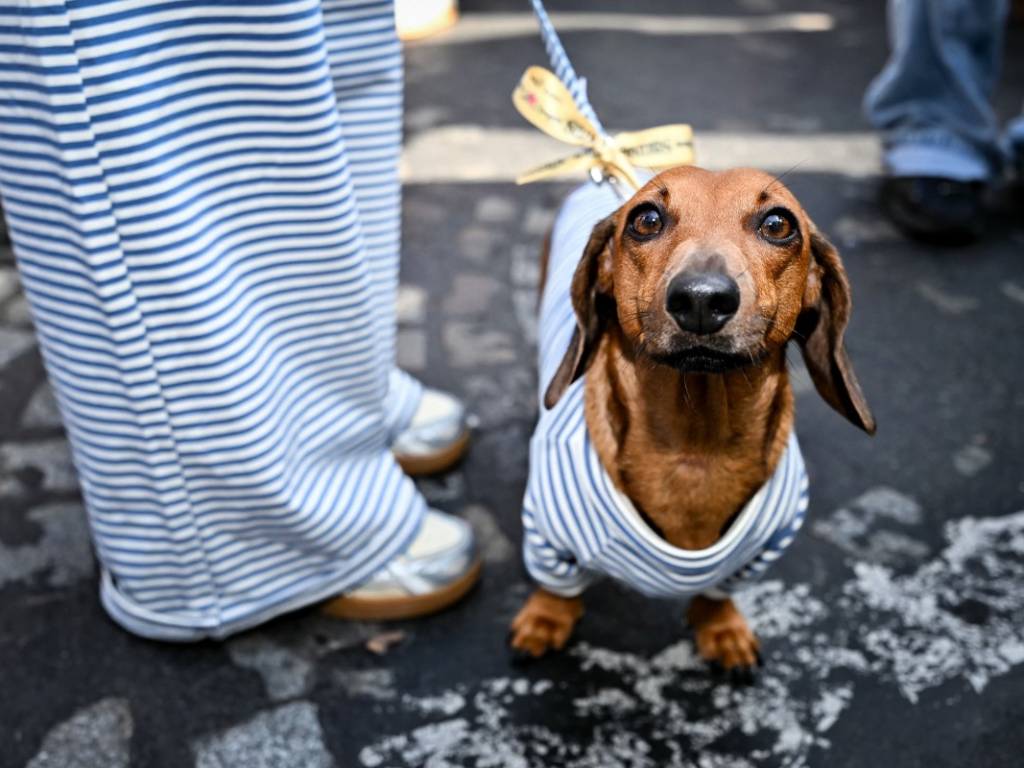 Una mujer pasea con correa a su perro salchicha, vistiendo ambos prendas de vestir a rayas coordinadas durante el desfile.