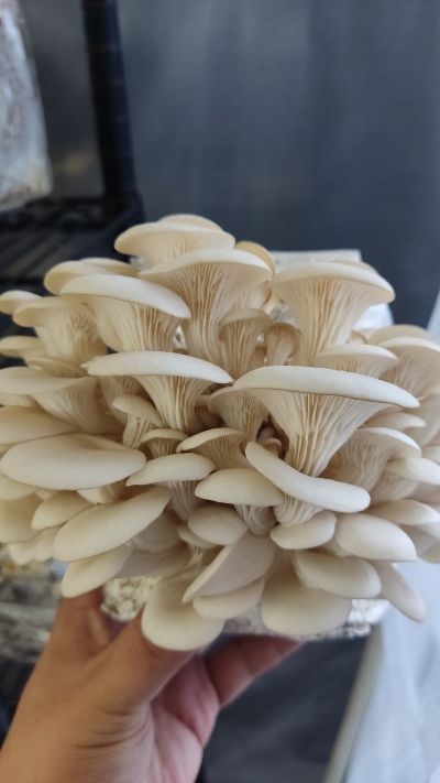 La ostra Florida (Pleurotus florida) es una variedad de clima cálido, de textura delicada y vida útil más corta que otros hongos ostra.