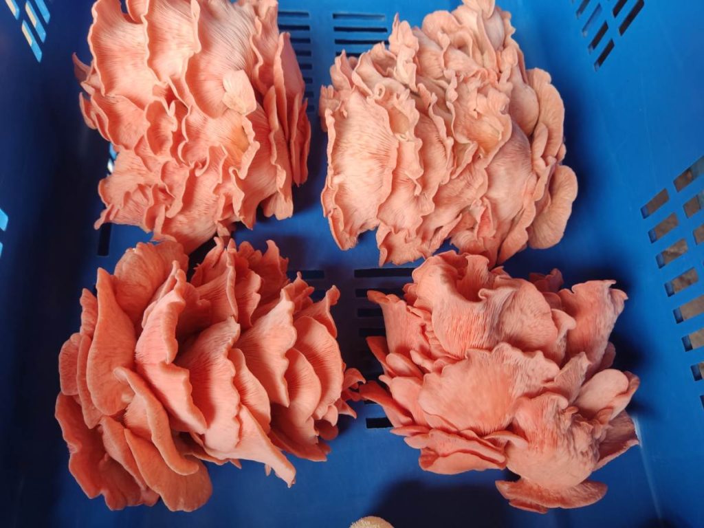 La ostra rosada (Pleurotus djamor) resalta por su color vibrante y textura fibrosa; con el paso del tiempo, su tono se vuelve más pálido.