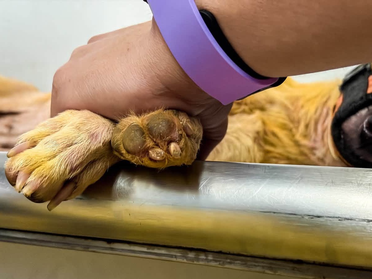 Rescate-perrita-veterinaria