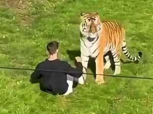 William Chapman-ataque-tigre