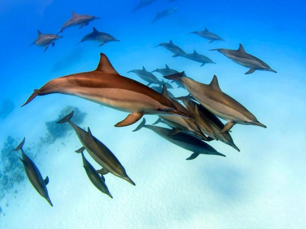 El snorkel permite descubrir parte de la riqueza marina que caracteriza al archipiélago de Fernando de Noronha.