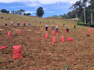 Productores trabajan en la cosecha de papa en Las Aradas, Chalatenango, una de las zonas dedicadas al cultivo de este alimento en el país.