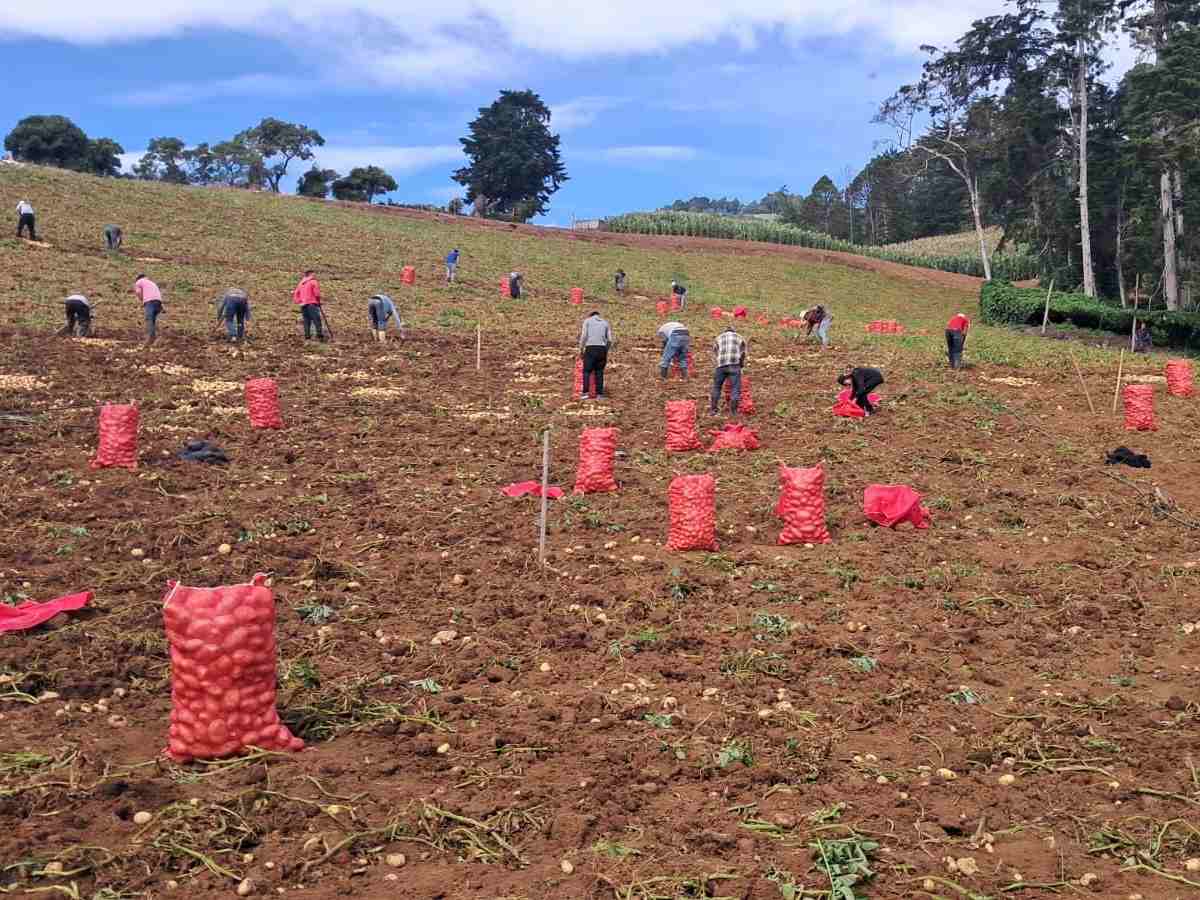 Productores trabajan en la cosecha de papa en Las Aradas, Chalatenango, una de las zonas dedicadas al cultivo de este alimento en el país.