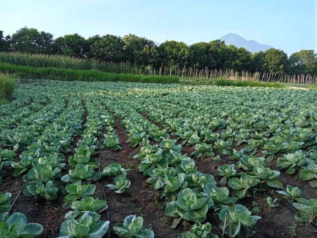 El Gobierno ampliará el apoyo a agricultores ante los efectos previstos de un fenómeno de El Niño fuerte, especialmente entre productores de subsistencia y quienes dependen de las lluvias.