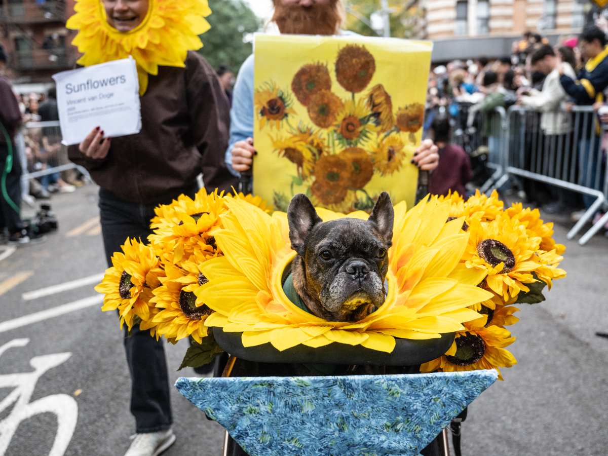 Un perro disfrazado de flores de Van Gogh participa en el 36.º desfile canino de Halloween en Nueva York, el 17 de octubre de 2026. Foto: Stephanie Keith/NurPhoto/AFP.