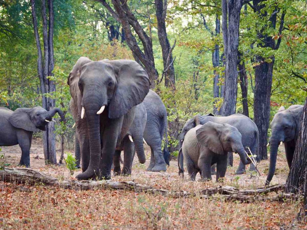 Una familia de elefantes recorre el Parque Nacional Liwonde, en Malawi, uno de los destinos africanos destacados por National Geographic para 2027.