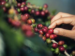 Hands that are picking coffee beans from the coffee tree
