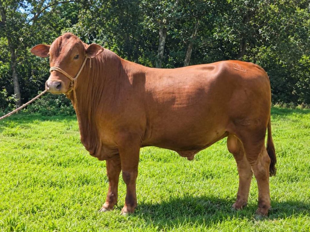 El MAG incorporará nuevos toros reproductores procedentes de Estados Unidos para fortalecer sus programas de mejoramiento genético ganadero.