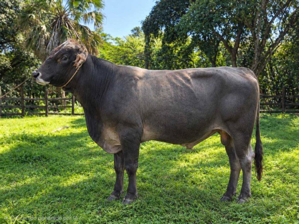 Entre las últimas adquisiciones figuran dos ejemplares Santa Gertrudis, uno de ellos traído desde Texas.