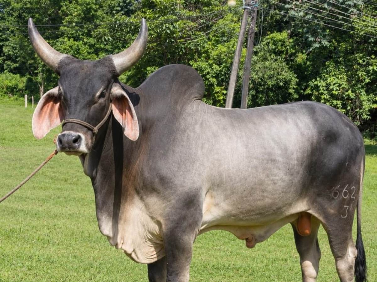 MAG importará toros de Estados Unidos para mejorar genética