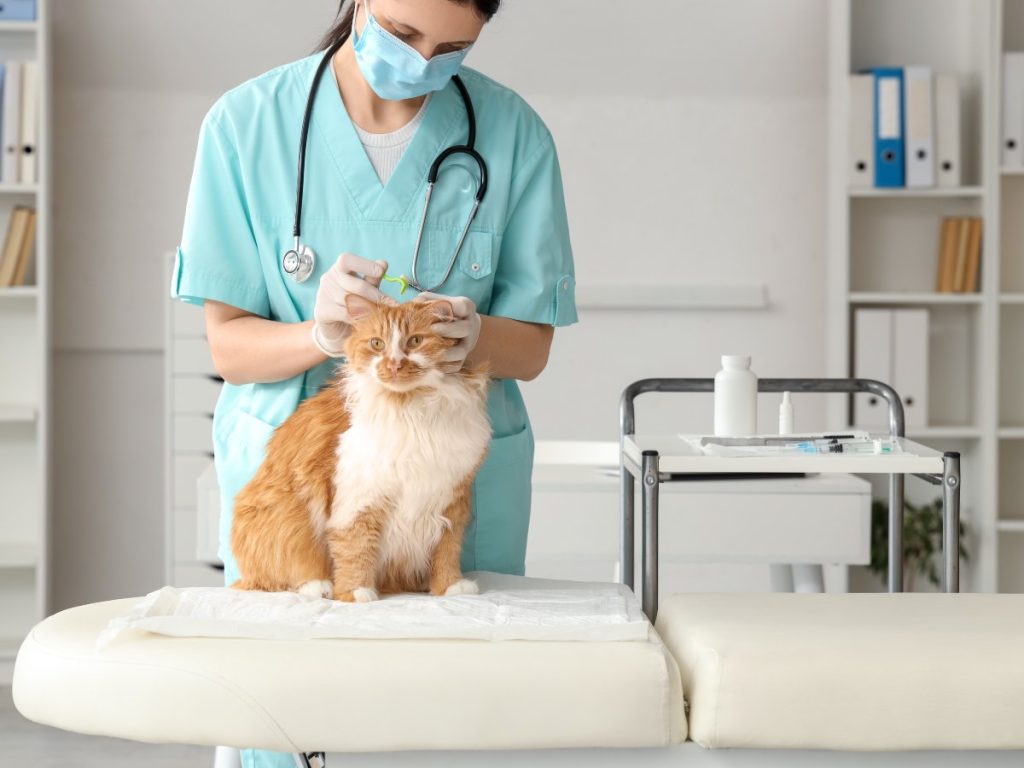 En los gatos, señales como pérdida de peso, menor actividad, cambios al comer o esconderse más de lo habitual pueden justificar una revisión veterinaria.