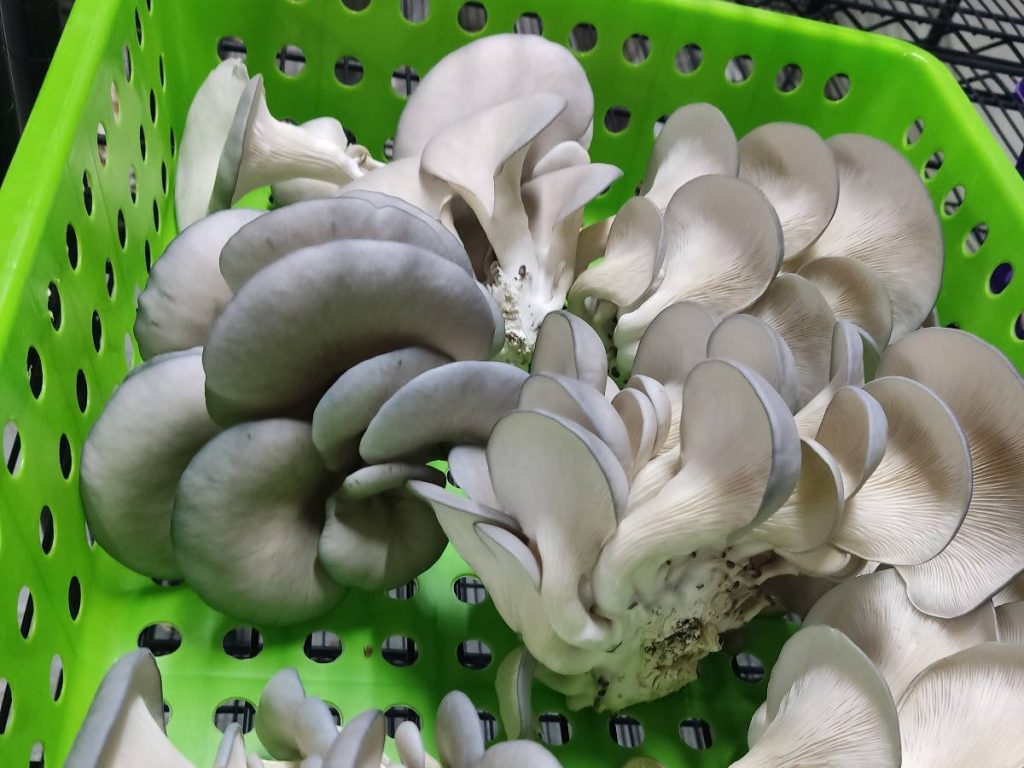 La ostra azul, una variedad de Pleurotus ostreatus, se reconoce por sus tonos azul grisáceos y una textura más firme que otras ostras de clima cálido.