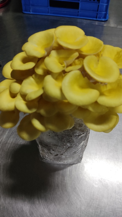 La ostra dorada (Pleurotus citrinopileatus) destaca por su intenso color amarillo y por ser una variedad delicada, de vida útil muy corta.