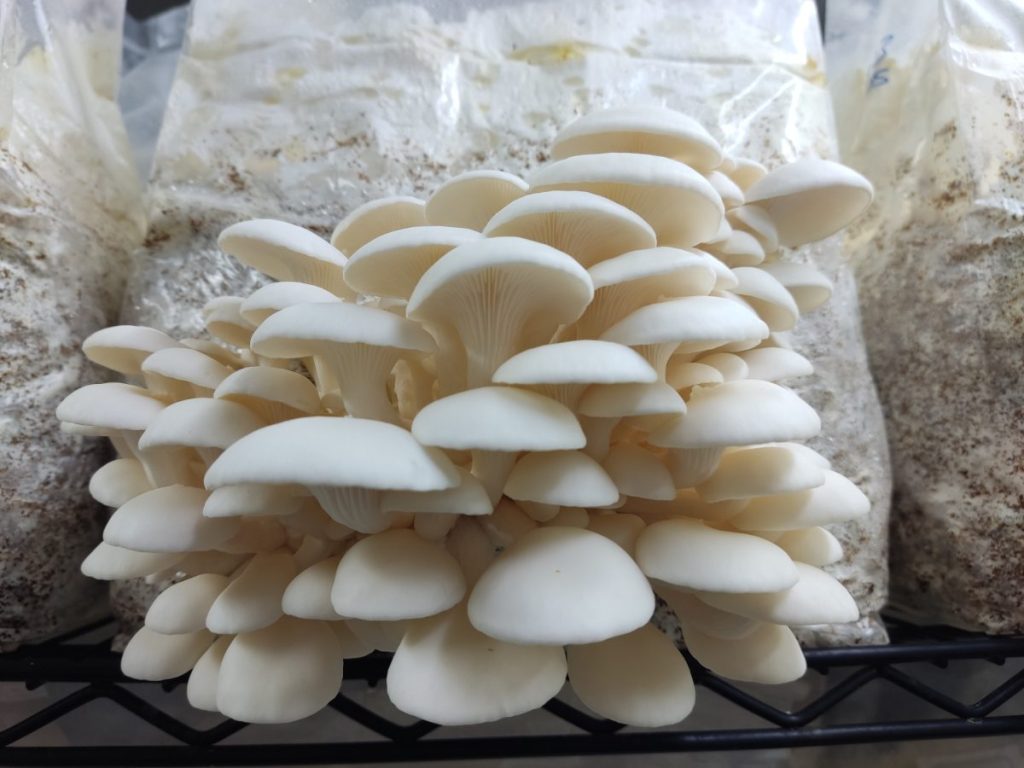 La ostra nieve, una variedad de Pleurotus ostreatus, se distingue por su color blanco intenso y por desarrollarse mejor en temperaturas frescas.