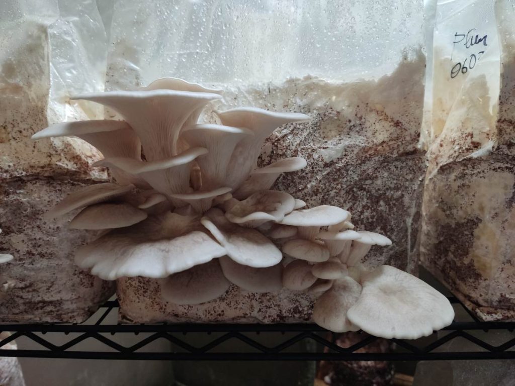 La ostra Tarragon (Pleurotus euosmus) se distingue por un sabor que recuerda al estragón, característica que le da un perfil culinario particular.