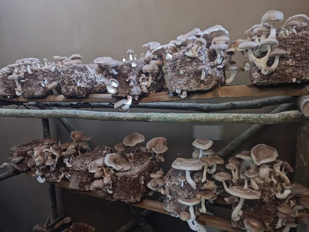 El shiitake (Lentinula edodes) destaca por su sabor intenso y textura firme; además, es una de las variedades de mayor tradición en la cocina asiática.