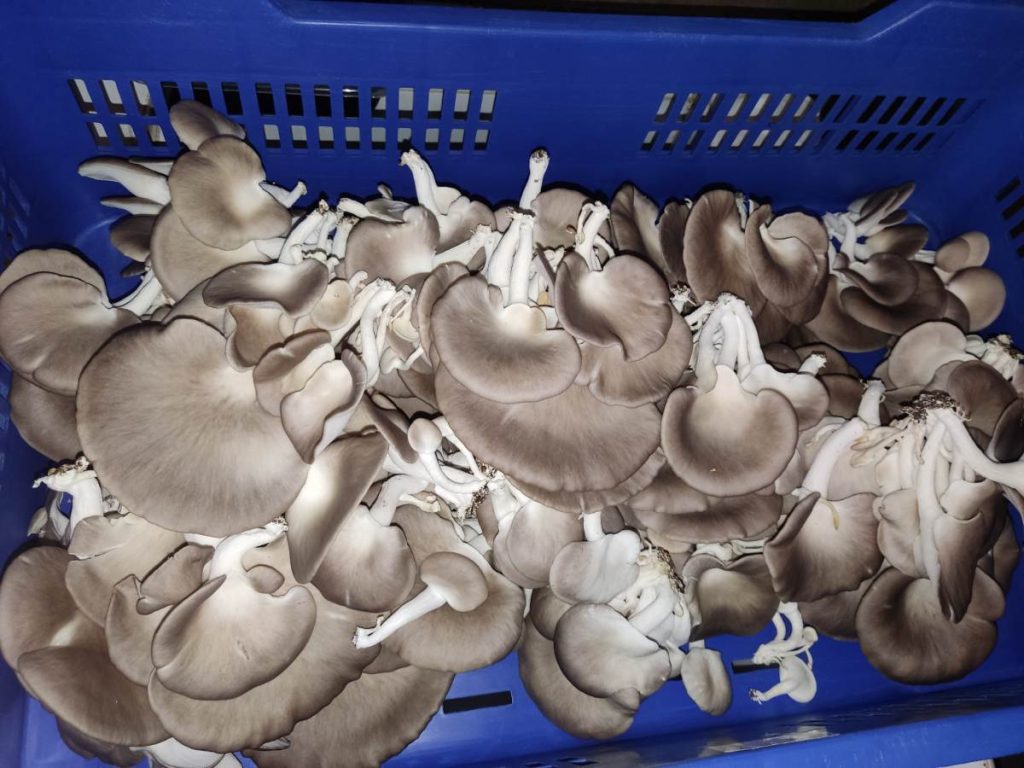 La ostra italiana (Pleurotus pulmonarius) destaca por su textura agradable y buena conservación, además de ser una de las variedades con mayor aceptación.