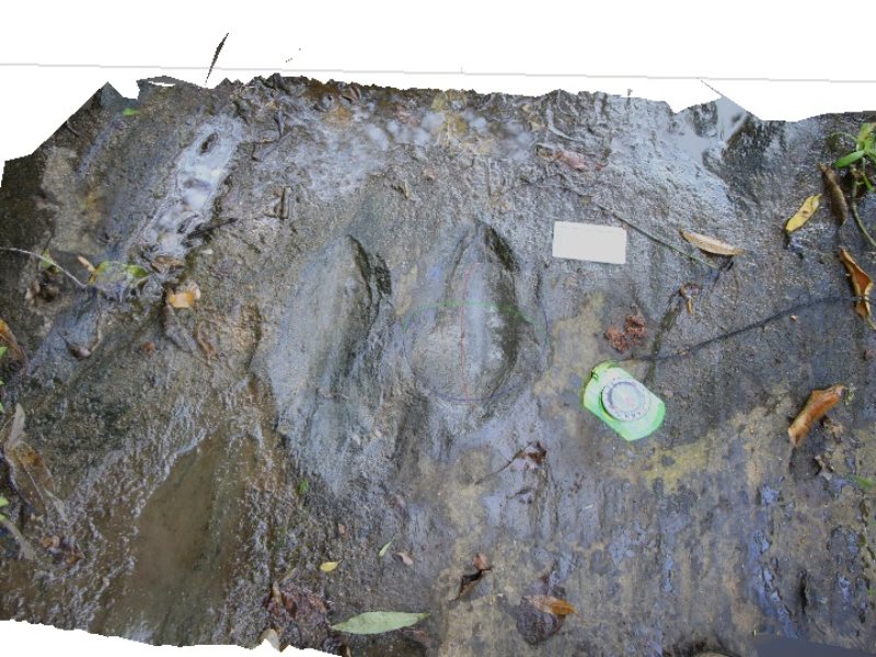 El Instituto Nacional de Antropología e Historia confirmó el descubrimiento de pisadas de dinosaurios carnívoros y herbívoros en México. Foto: INAH.