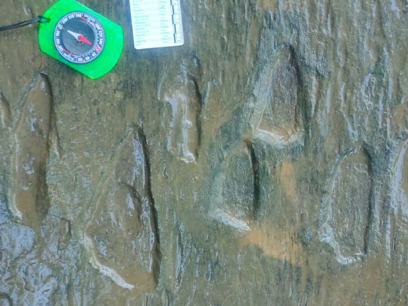 Las huellas de dinosaurios descubiertas en Michoacán tienen aproximadamente 65 millones de años de antigüedad. Foto: INAH.