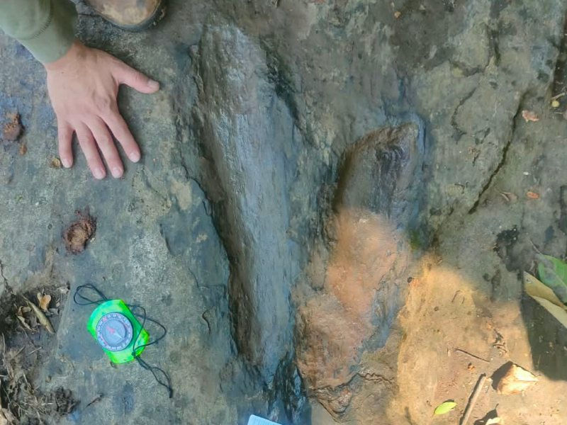 . Las huellas encontradas en México corresponden a distintas familias de dinosaurios que habitaron la región durante el Cretácico tardío. Foto: INAH.