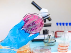 El primer caso humano del virus Shamonda en Francia abrió nuevas investigaciones sobre sus posibles efectos en la salud y formas de transmisión.