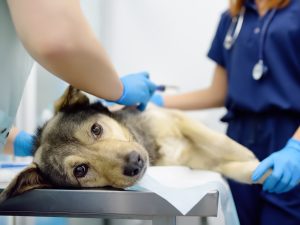 mascota-veterinaria