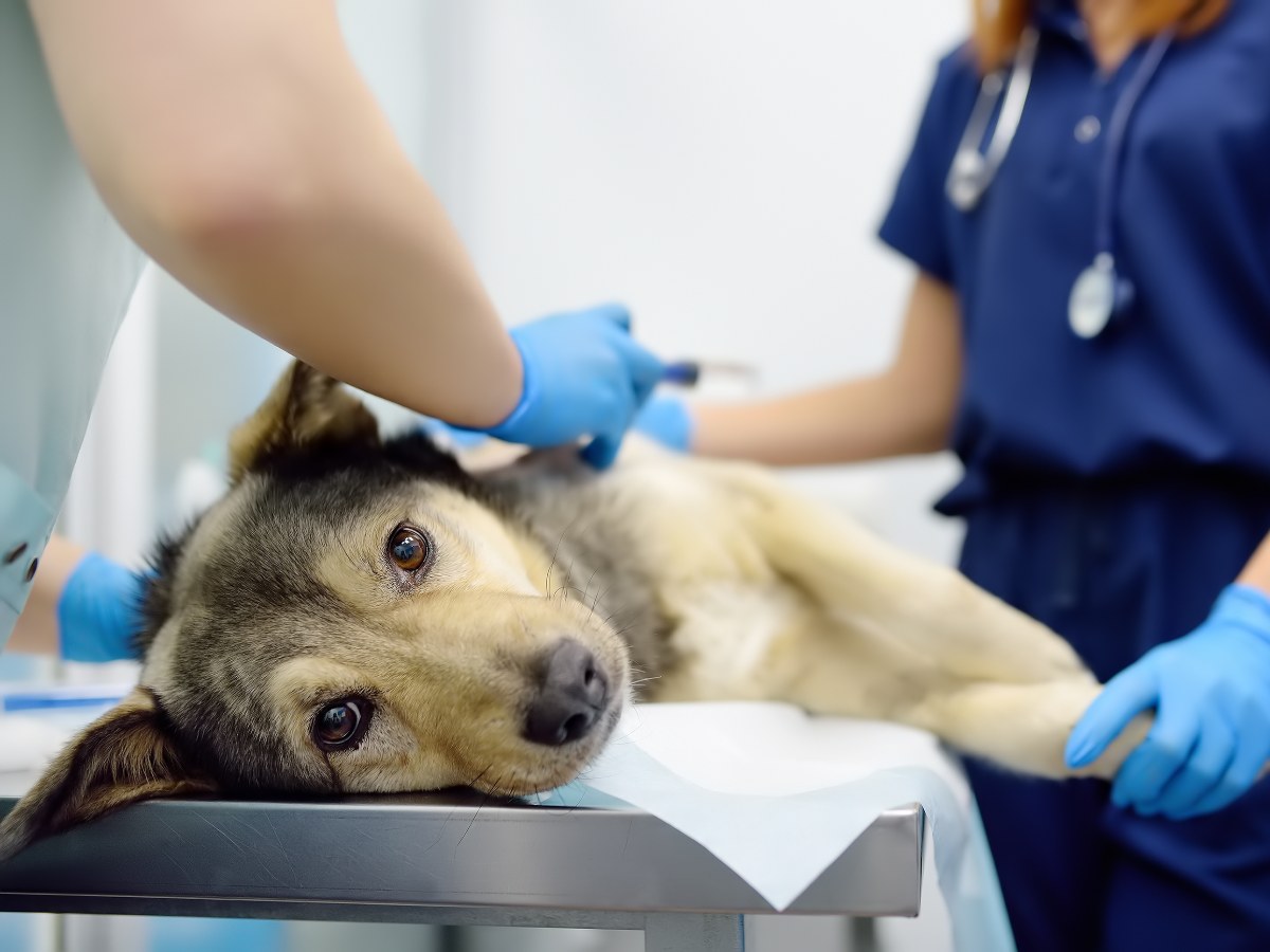 El cáncer en mascotas puede presentarse con señales discretas, por lo que observar cambios persistentes es clave.