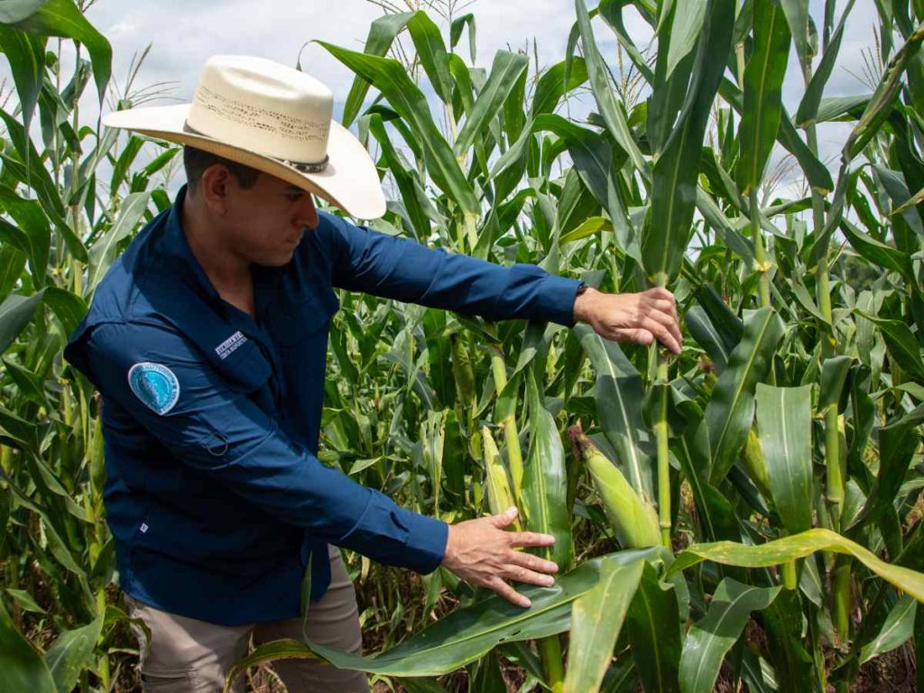 Nueva semilla de maíz: El CENTA presentó Biofortic HQ-13, una variedad que busca aumentar la productividad agrícola y mejorar la nutrición de las familias salvadoreñas.