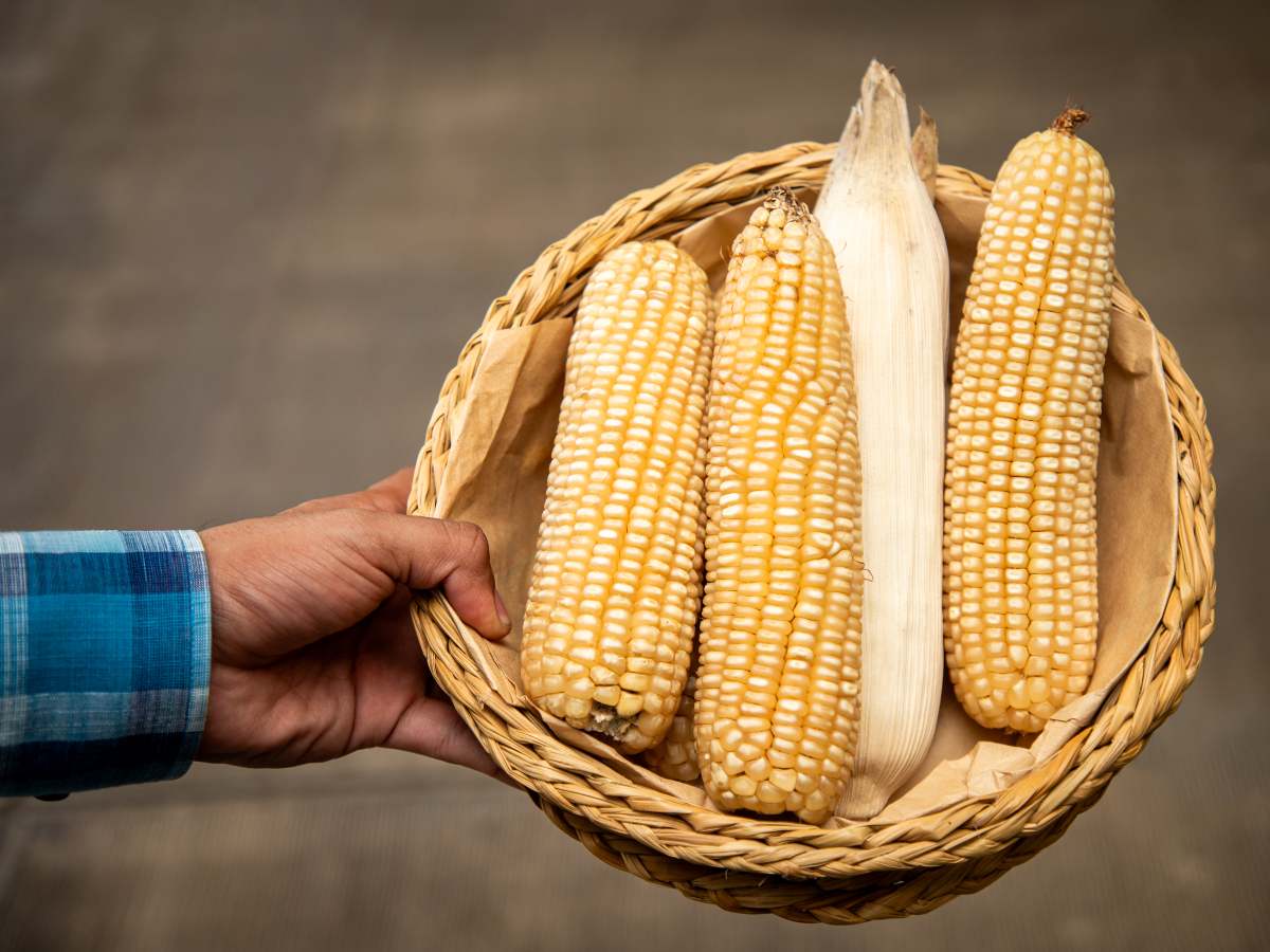 Mayor rendimiento: La nueva semilla alcanzó una producción de 132.98 quintales por manzana durante las evaluaciones de invierno, un 42.3 % más que el híbrido anterior.