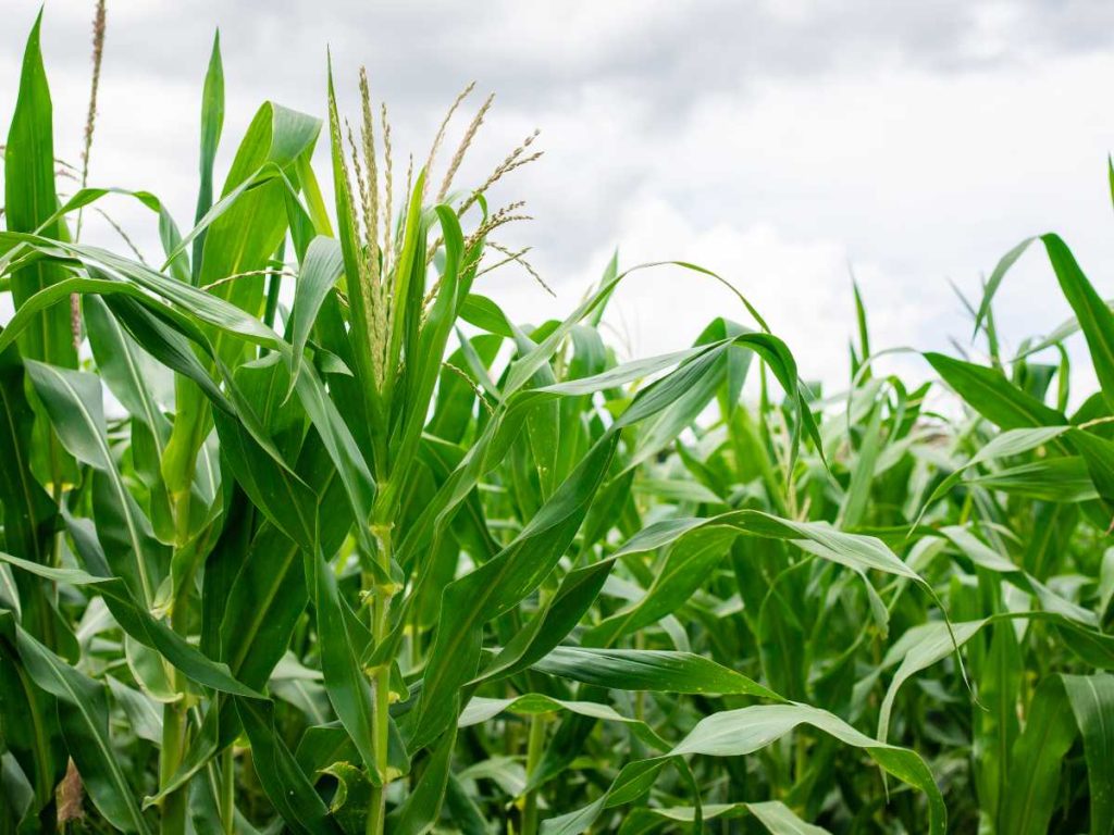 Beneficio para agricultores: La variedad Biofortic HQ-13 podría permitir mayores cosechas por superficie cultivada y generar nuevas oportunidades económicas para los productores nacionales.