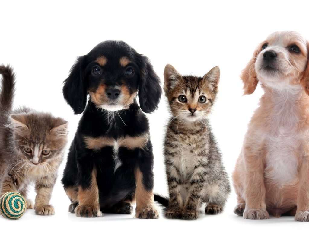 Cada 27 de octubre, las familias recuerdan a sus mascotas fallecidas, honrando el amor, la lealtad y los momentos compartidos.