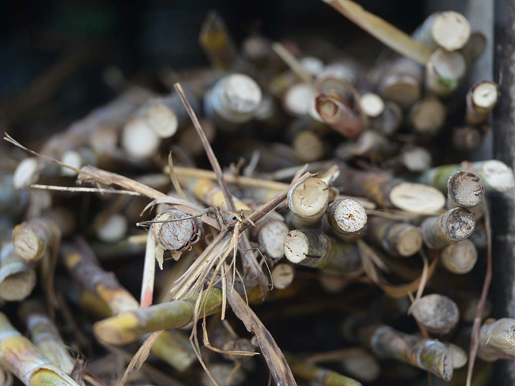 La materia prima fundamental para la elaboración de la panela es la caña de azúcar, la cual es recolectada y cortada durante la época de zafra en los campos agrícolas.