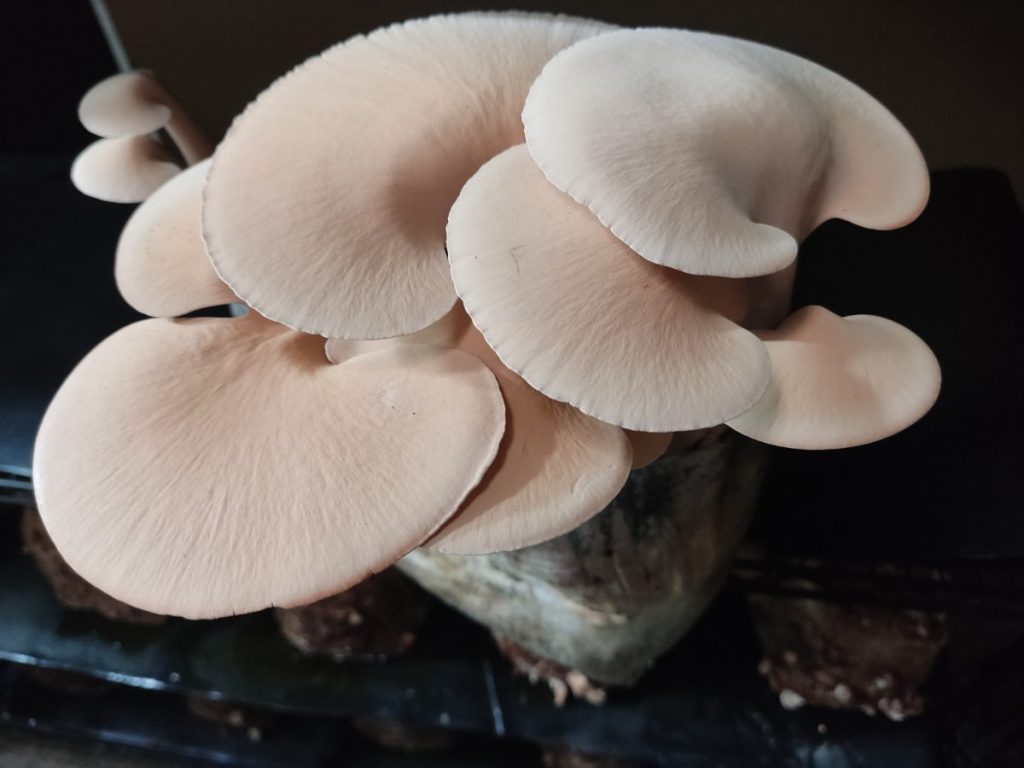 El tenquique (Pseudofistulina brasiliensis), conocido como la “trufa salvadoreña”, es una variedad difícil de cultivar y de lento desarrollo.